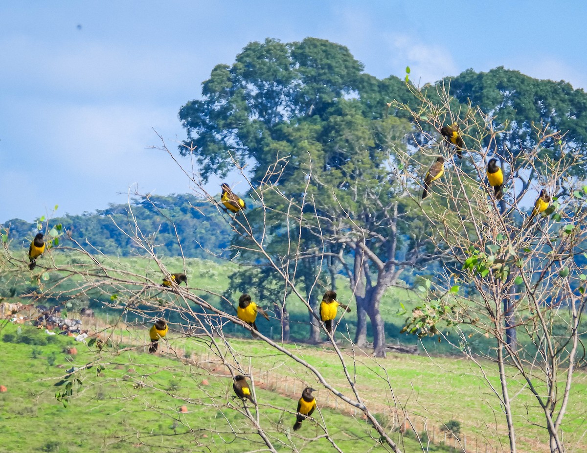 Yellow-rumped Marshbird - José Silvestre Vieira