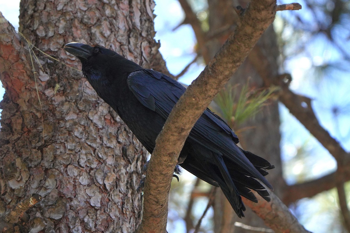 Common Raven - Jörg Albert