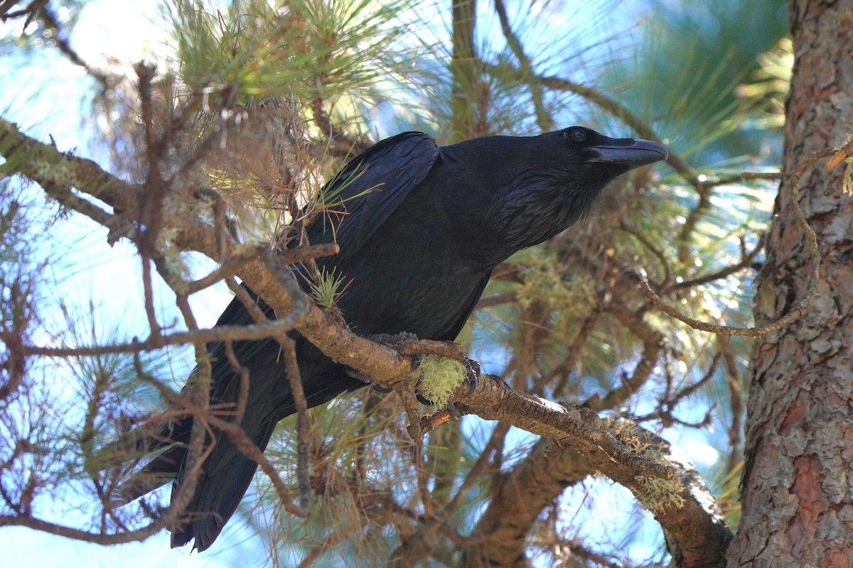 Common Raven - ML617132267