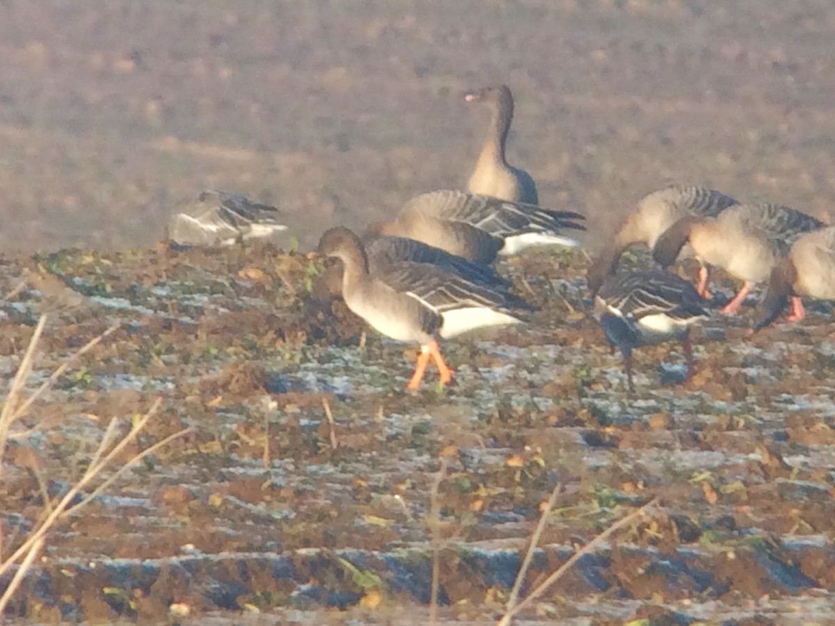 Tundra Bean-Goose - Toby Holmes