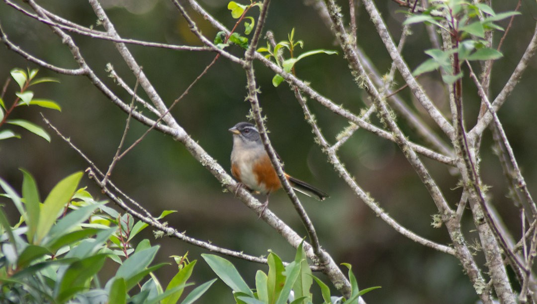 Gray-throated Warbling Finch - ML617132298