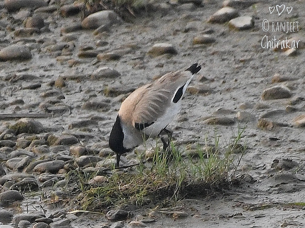 River Lapwing - ML617132319