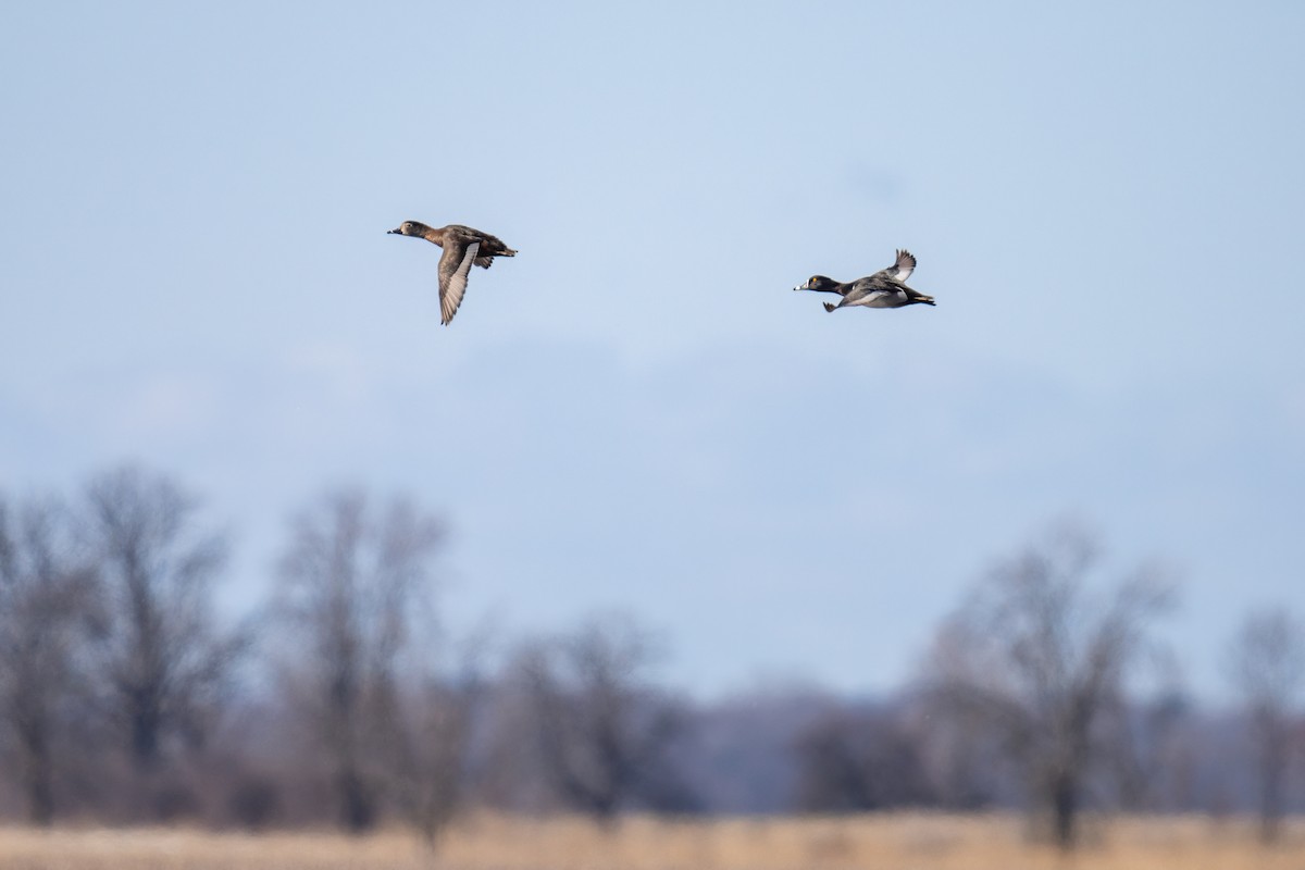 Ring-necked Duck - Matt Saunders