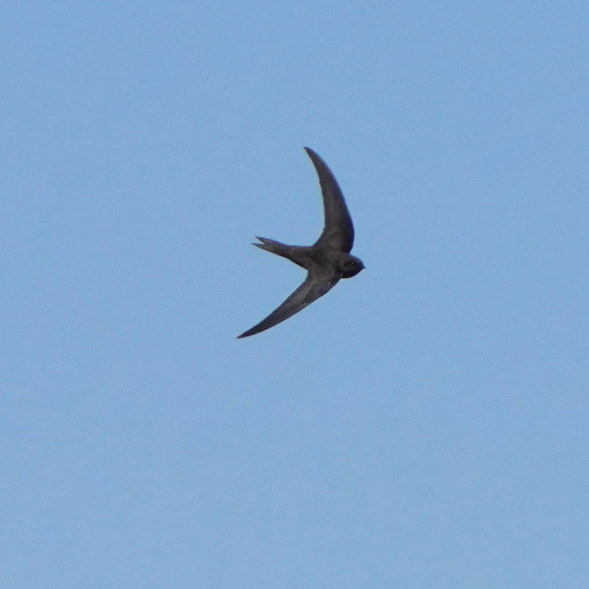 Plain Swift - Jörg Albert