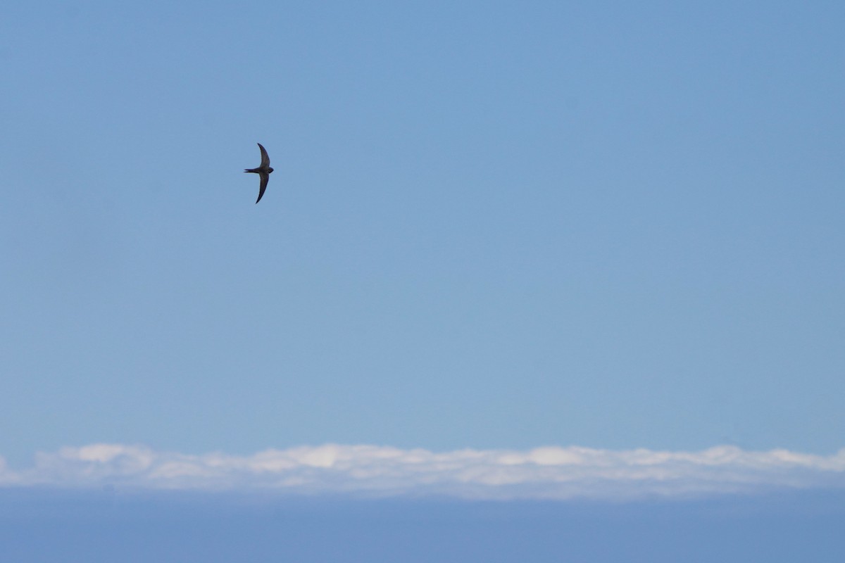 Plain Swift - Jörg Albert