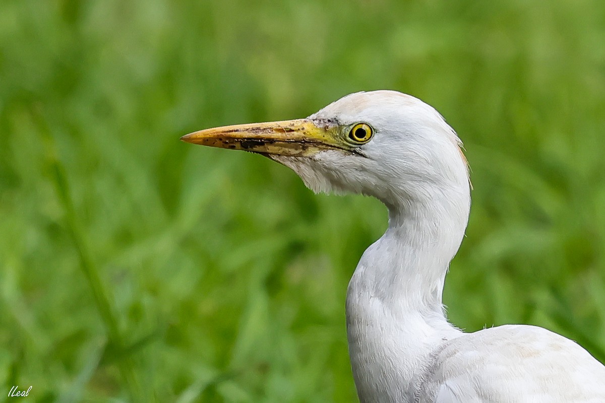 Western Cattle Egret - ML617132463