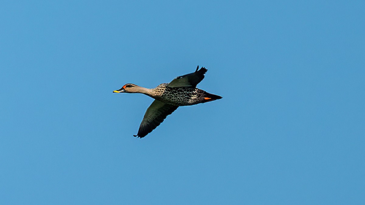 Indian Spot-billed Duck - ML617132523