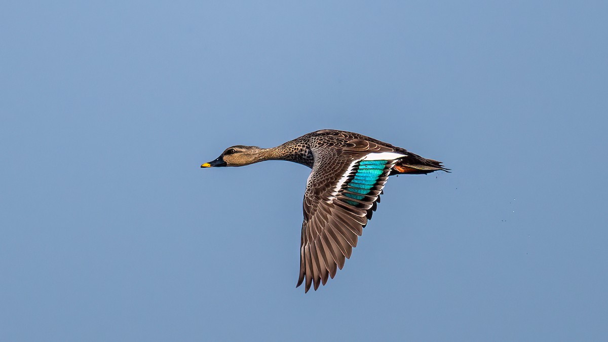 Indian Spot-billed Duck - Pankaj Maheria