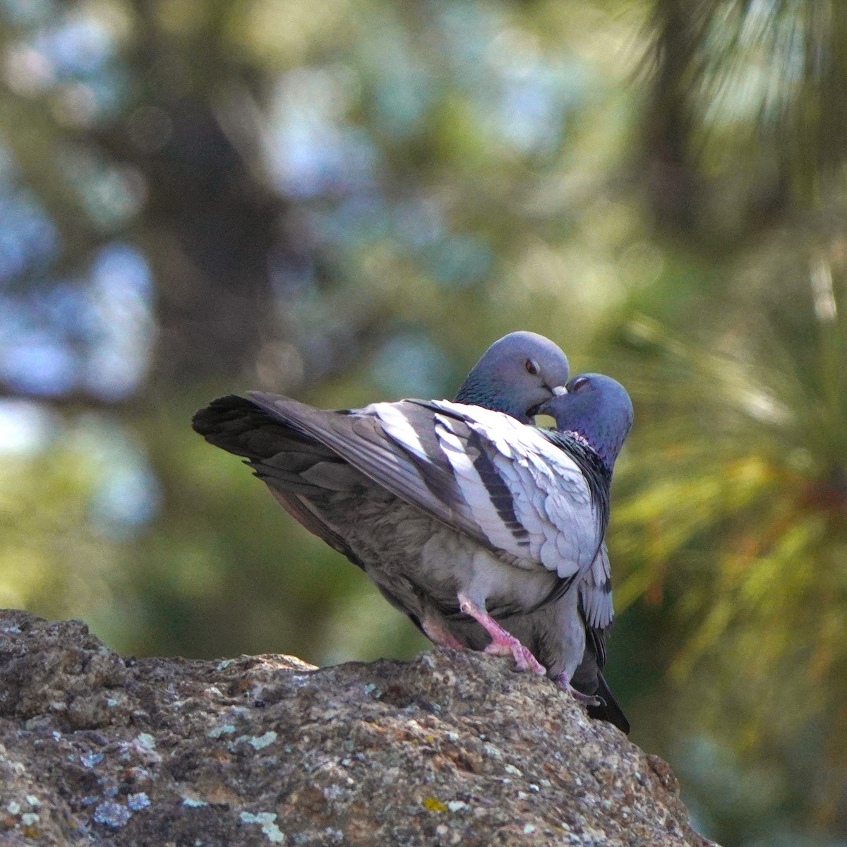 holub skalní (divoký) - ML617132529