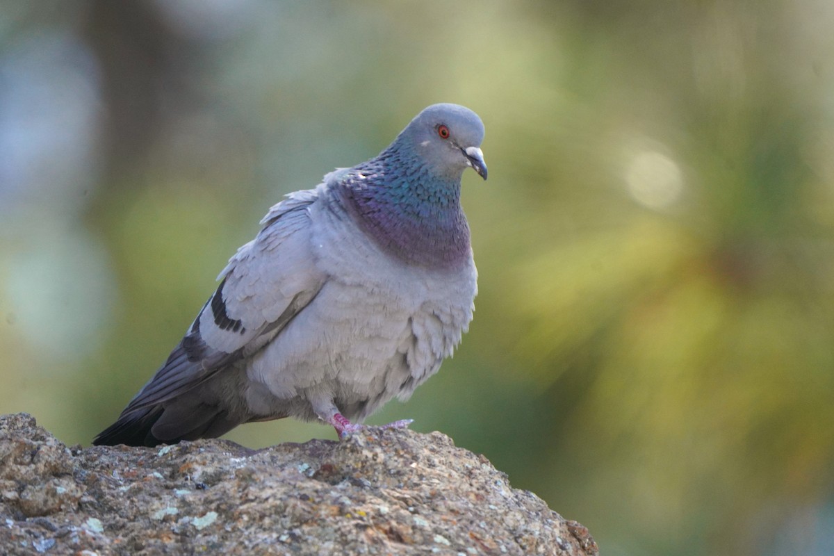 Rock Pigeon (Wild type) - Jörg Albert