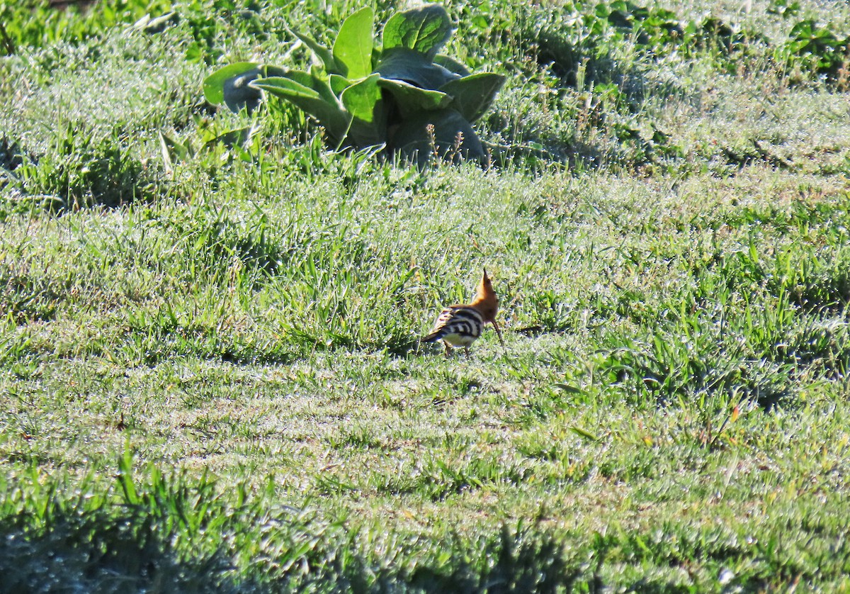 Eurasian Hoopoe - Francisco Javier Calvo lesmes