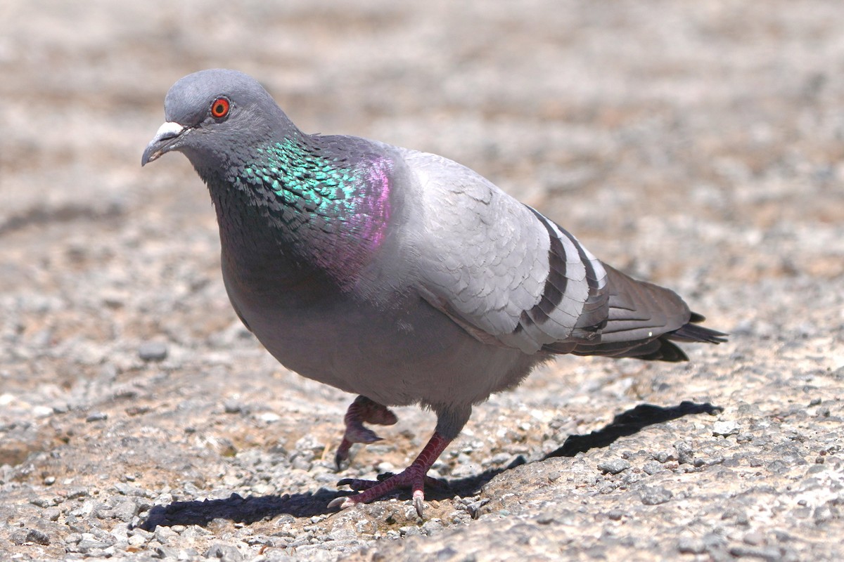 Rock Pigeon (Wild type) - Jörg Albert