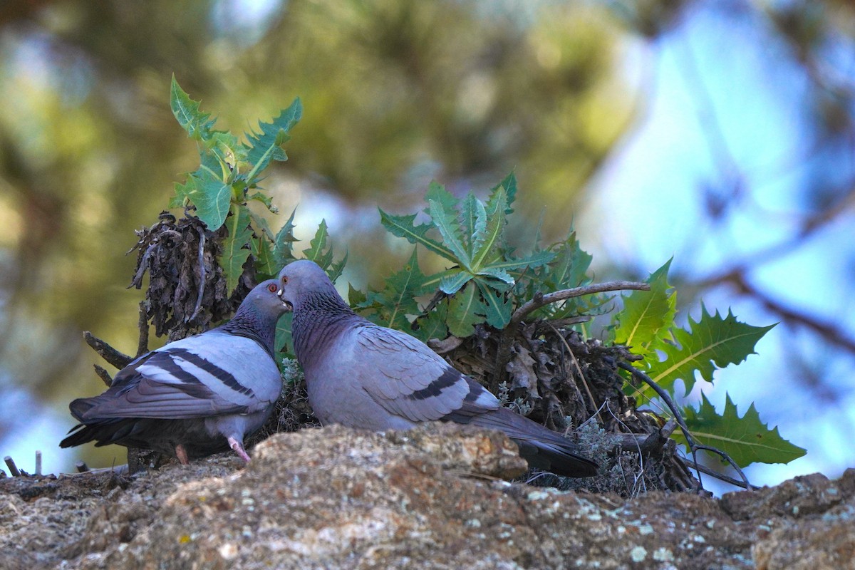 holub skalní (divoký) - ML617132536