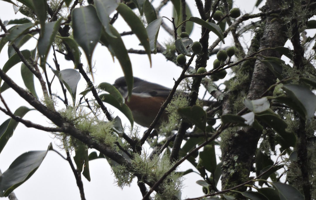 Bay-chested Warbling Finch - ML617132543