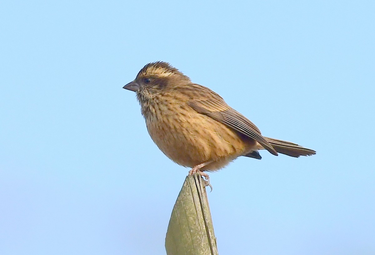 Pink-browed Rosefinch - ML617132565