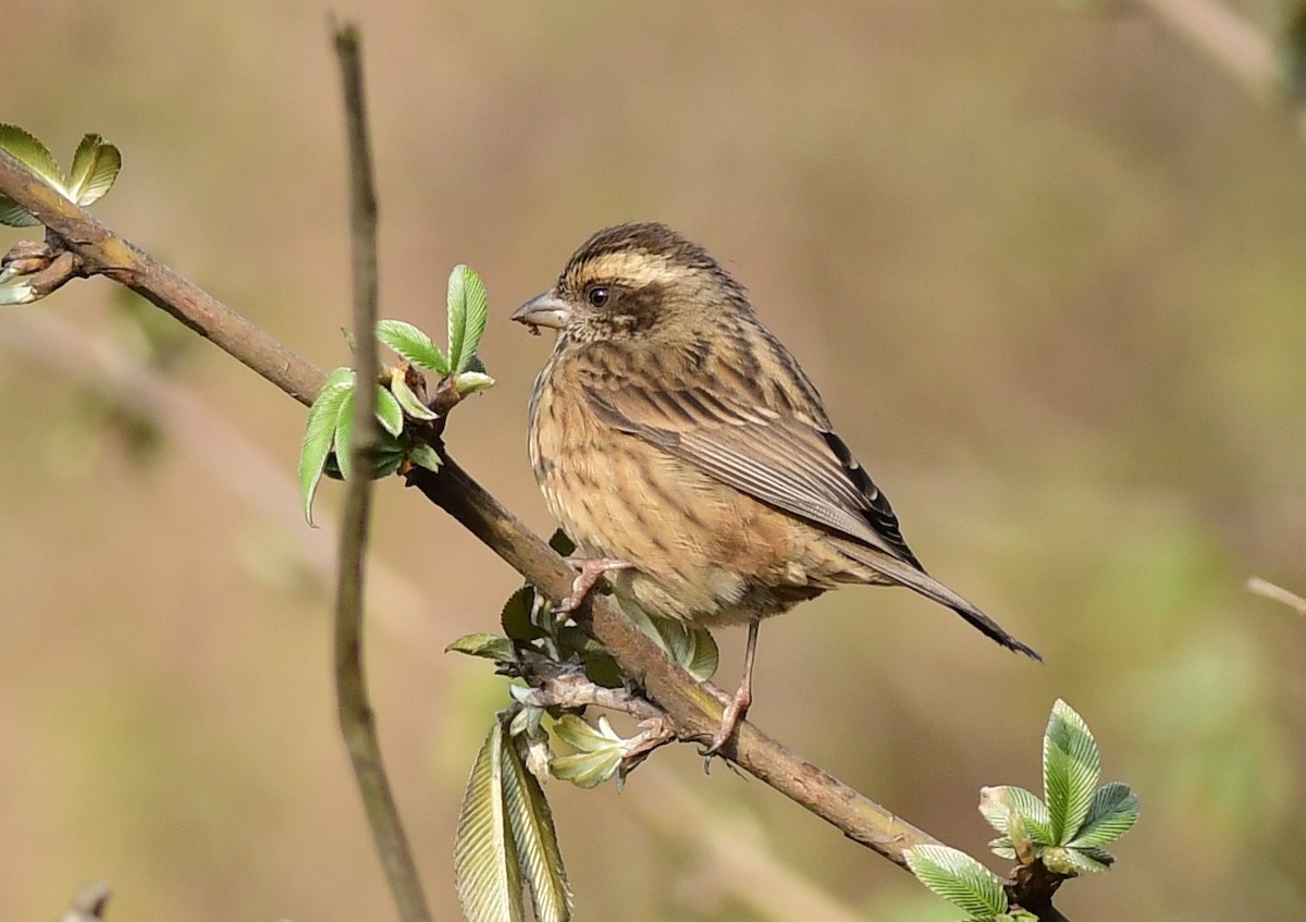 Pink-browed Rosefinch - ML617132566