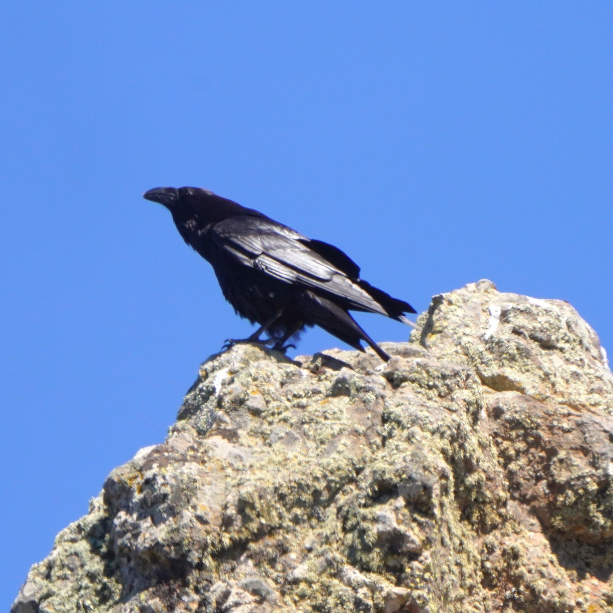 Common Raven - Jörg Albert