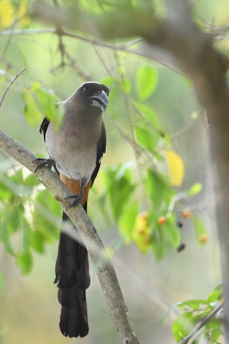 Gray Treepie - ML617132609