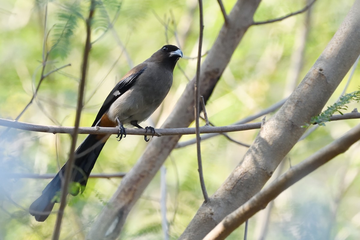 Gray Treepie - ML617132611