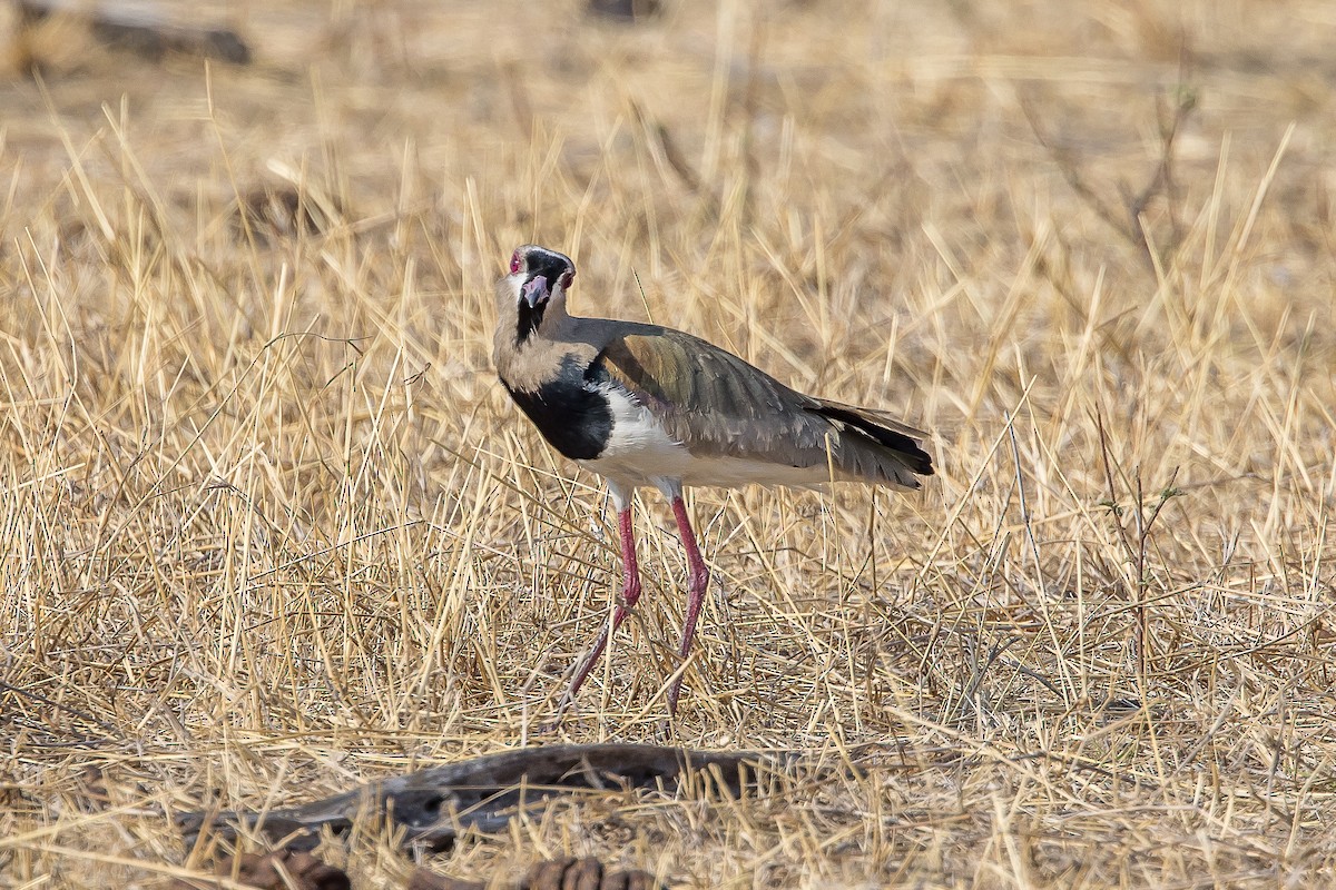 Southern Lapwing - Paul Budde