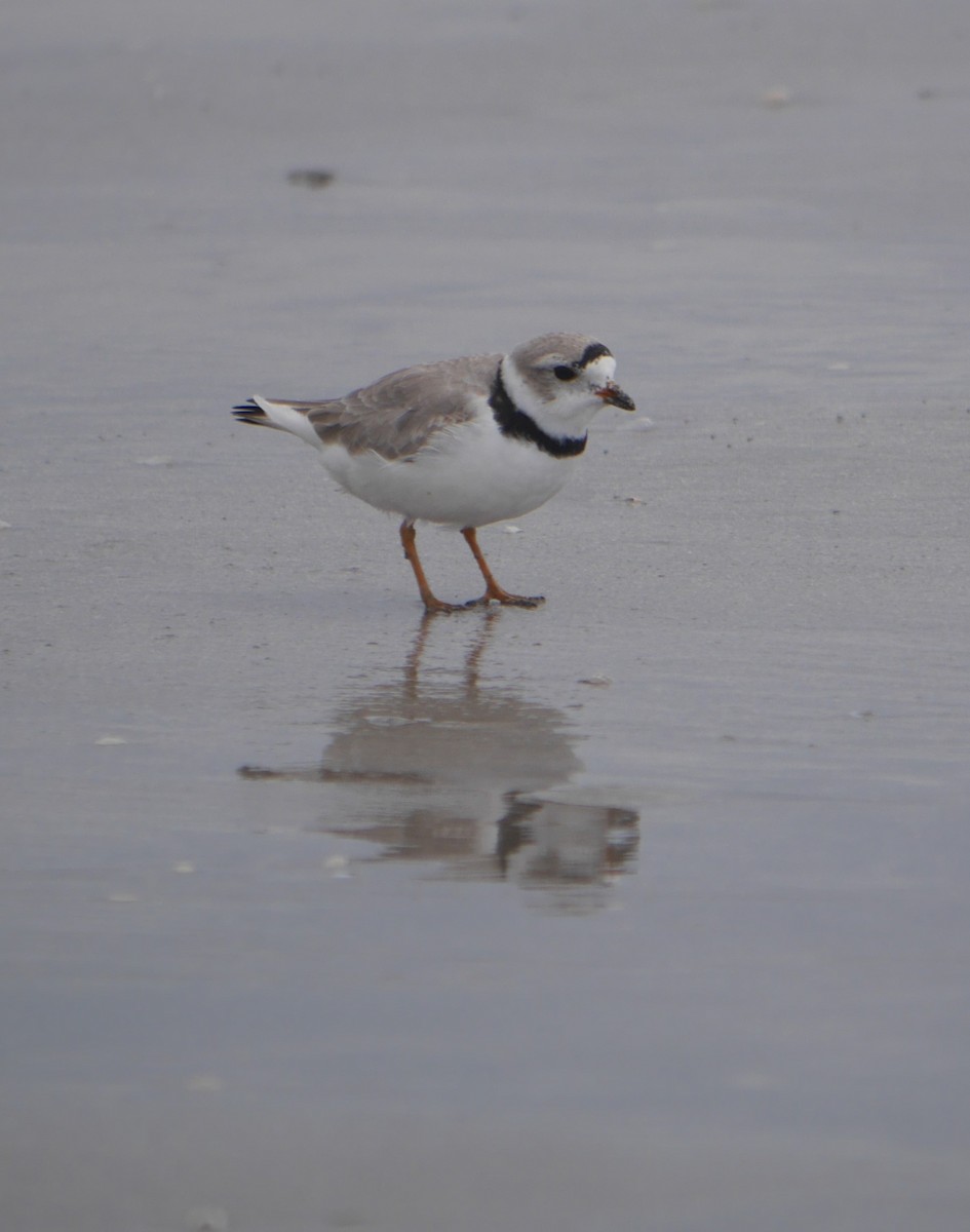 Piping Plover - Cindy Dobrez