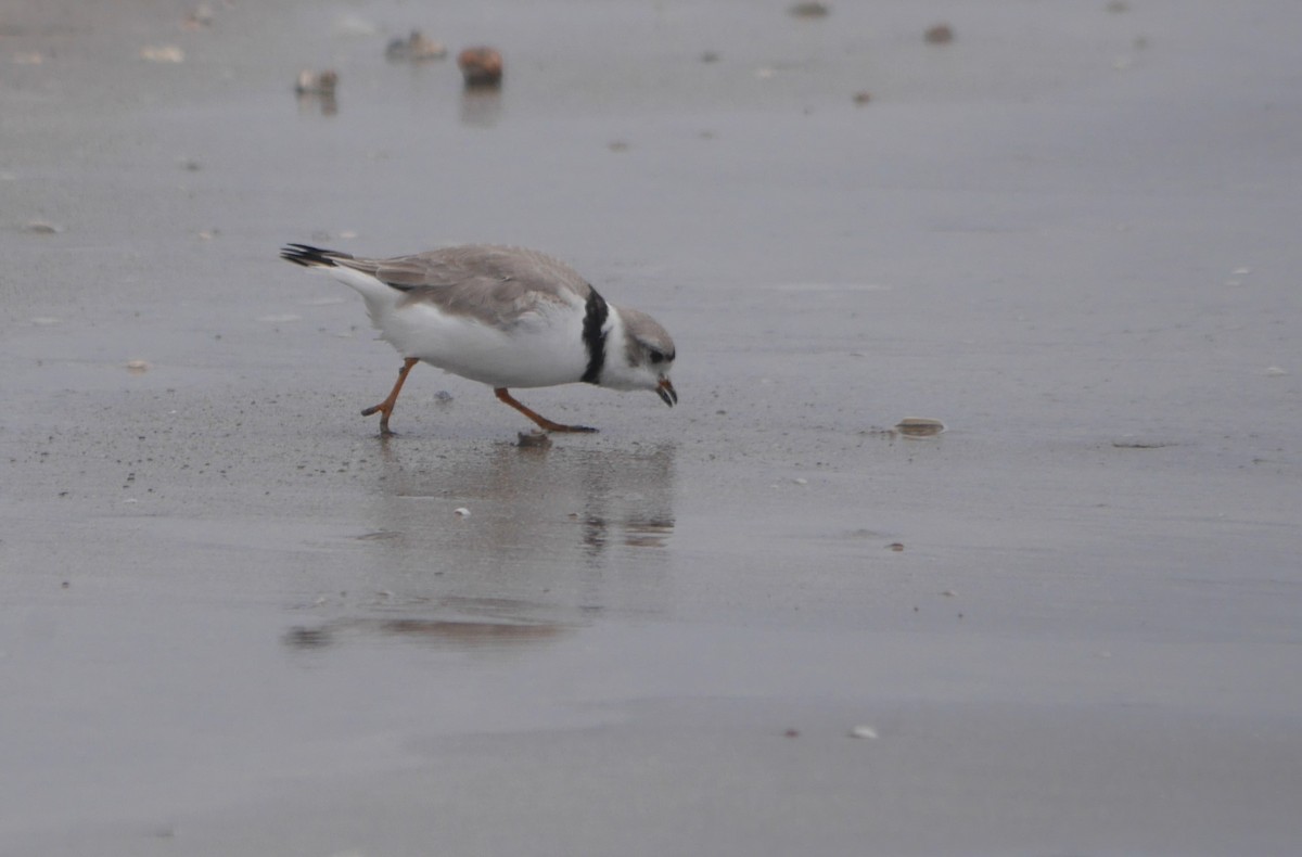 Piping Plover - Cindy Dobrez