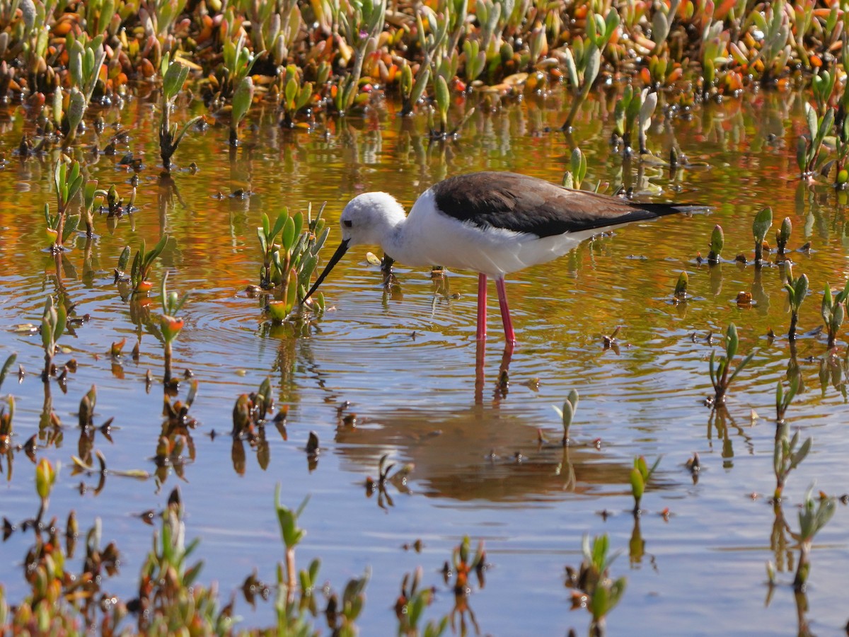 Black-winged Stilt - ML617132635