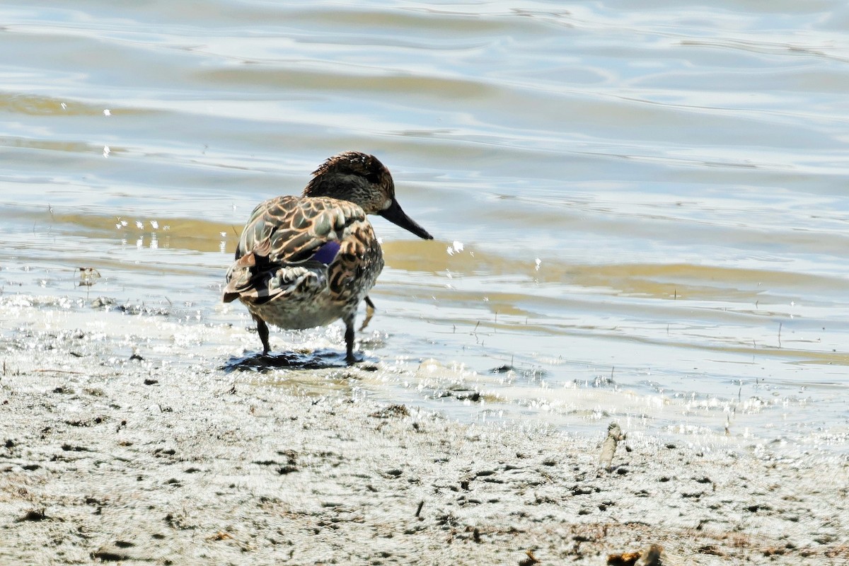 Blue-winged Teal - ML617132686
