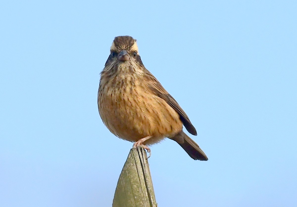 Pink-browed Rosefinch - ML617132696