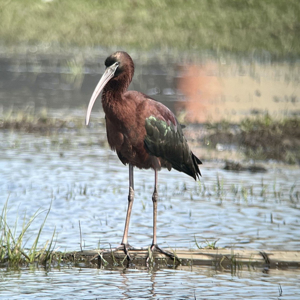 ibis hnědý - ML617132727