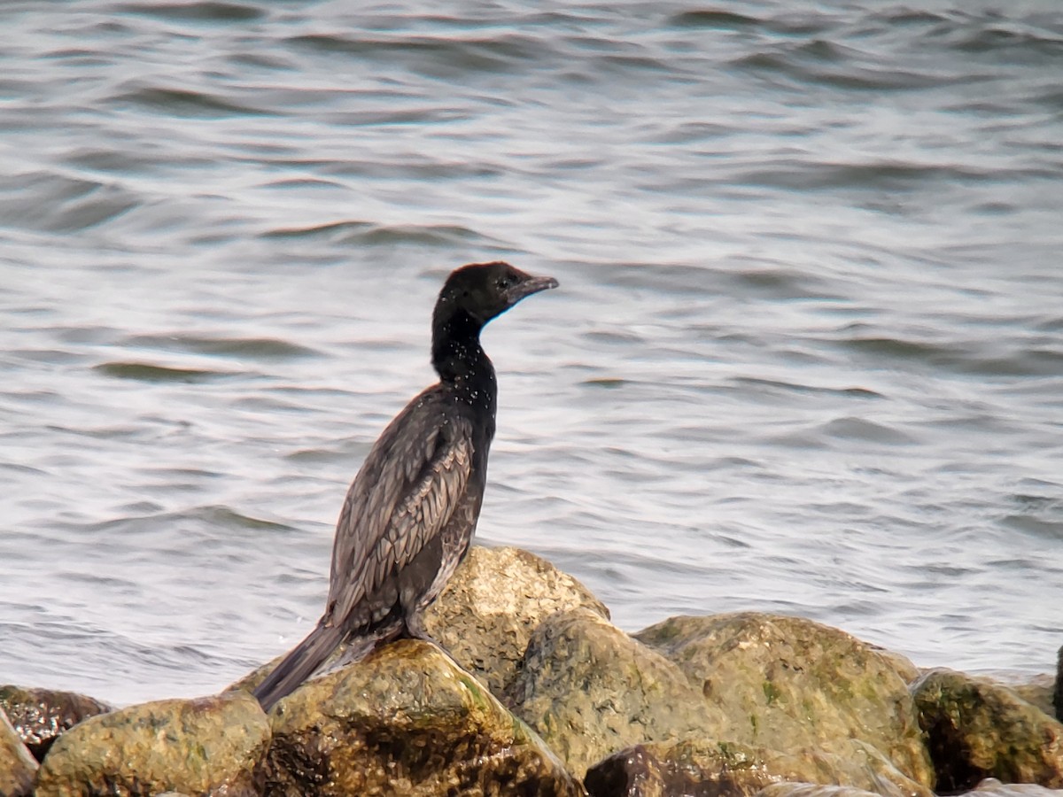 Pygmy Cormorant - ML617132729