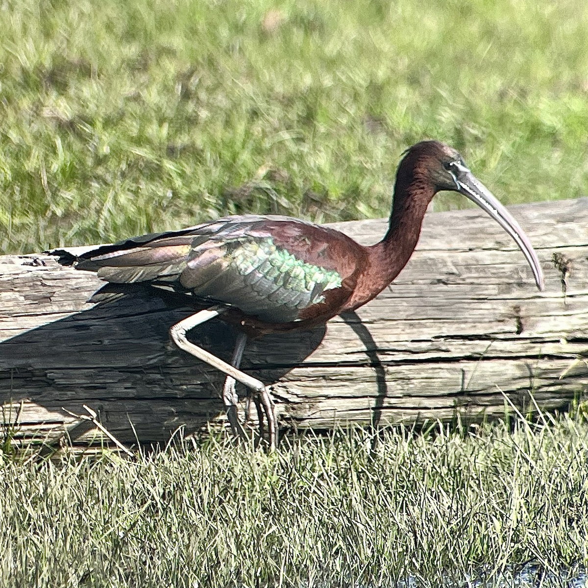 Glossy Ibis - ML617132730