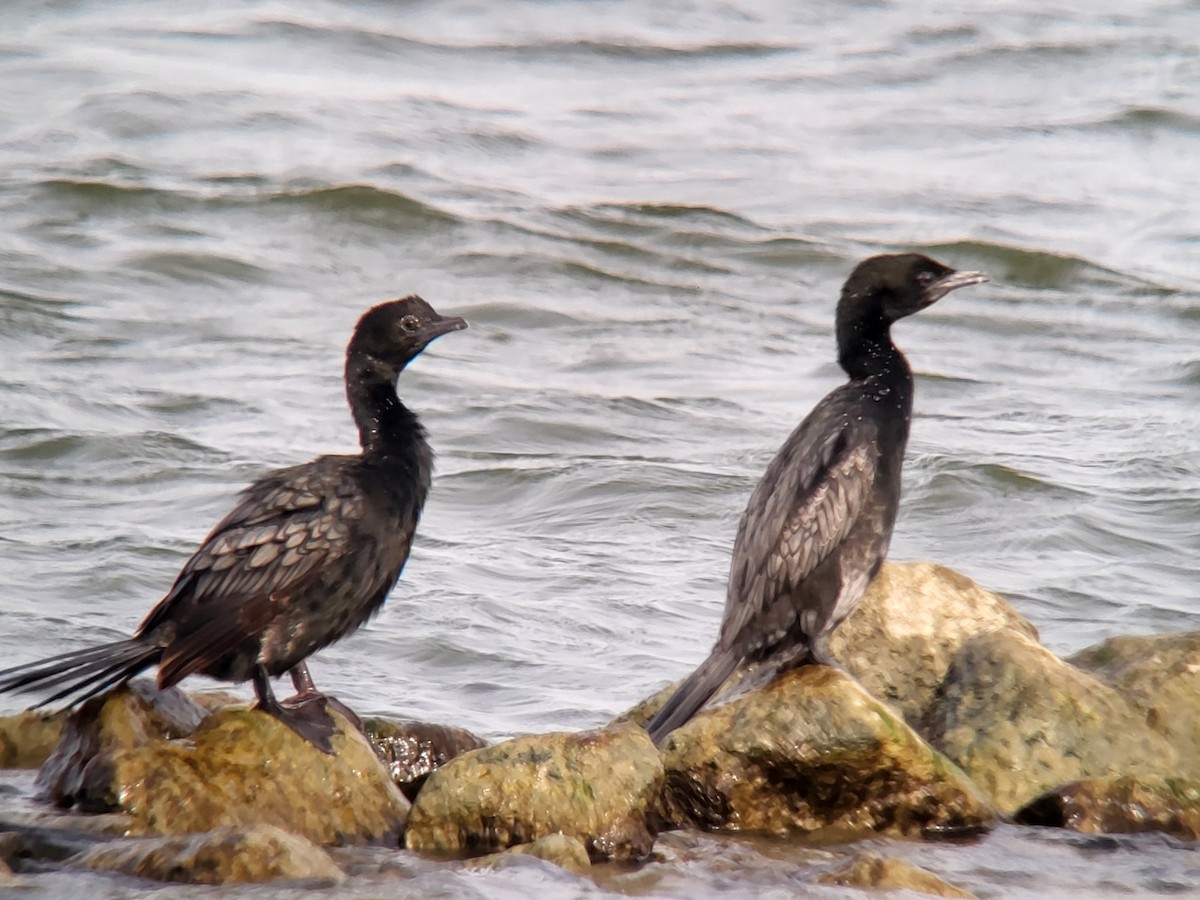 Pygmy Cormorant - ML617132736