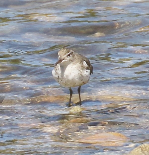 Spotted Sandpiper - ML617132747