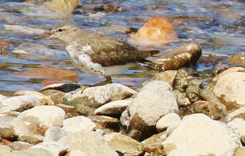 Spotted Sandpiper - Debby Parker