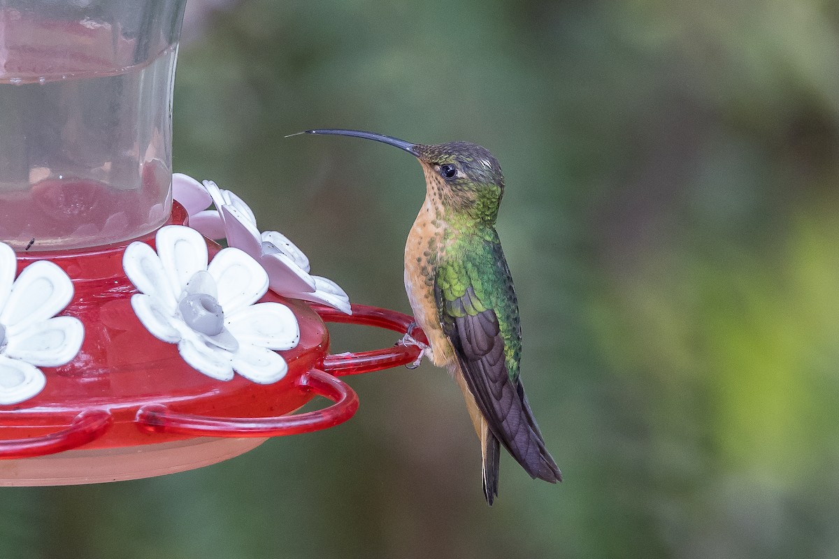 kolibřík aksamitový - ML617132757