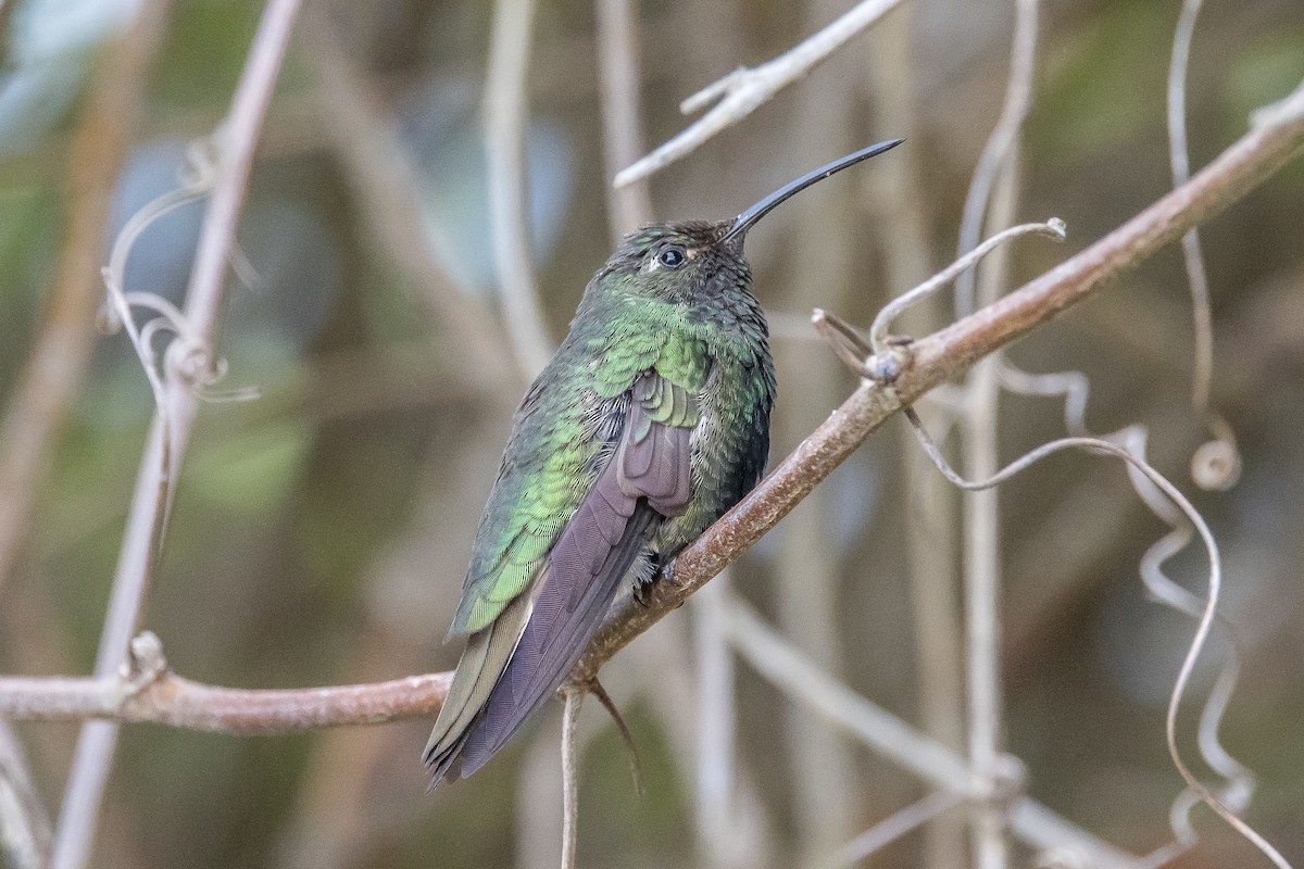 Colibrí Aterciopelado - ML617132781