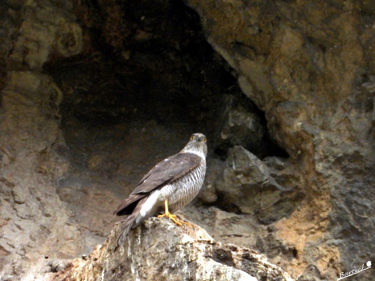 Eurasian Goshawk - J. Alfonso Diéguez Millán 👀