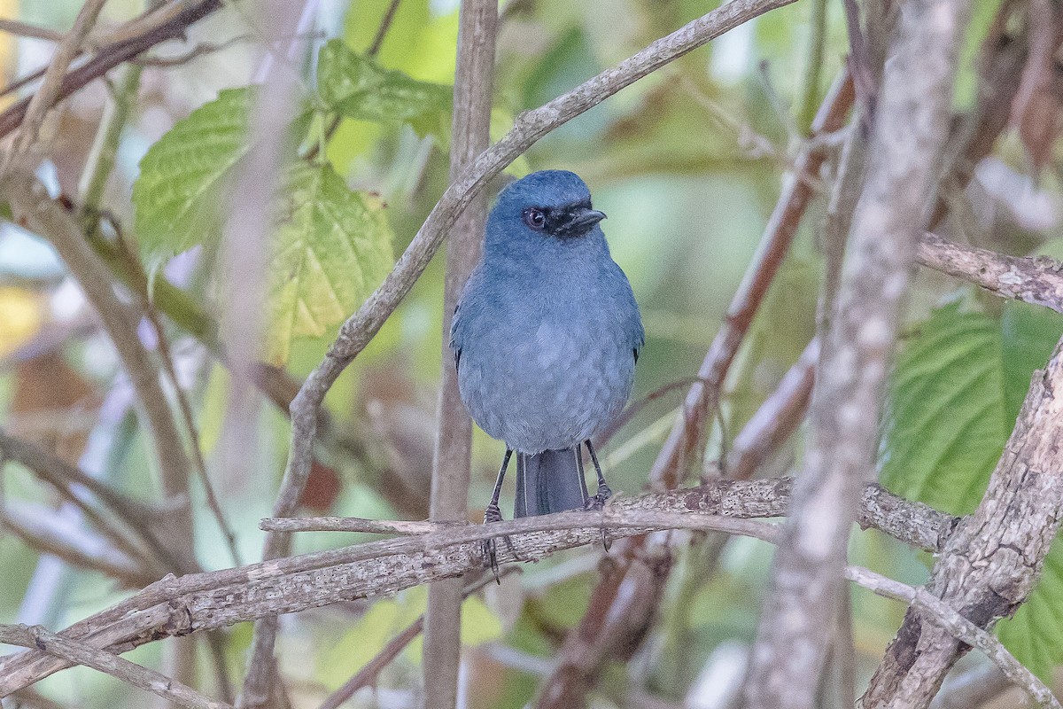 Bluish Flowerpiercer - ML617132788