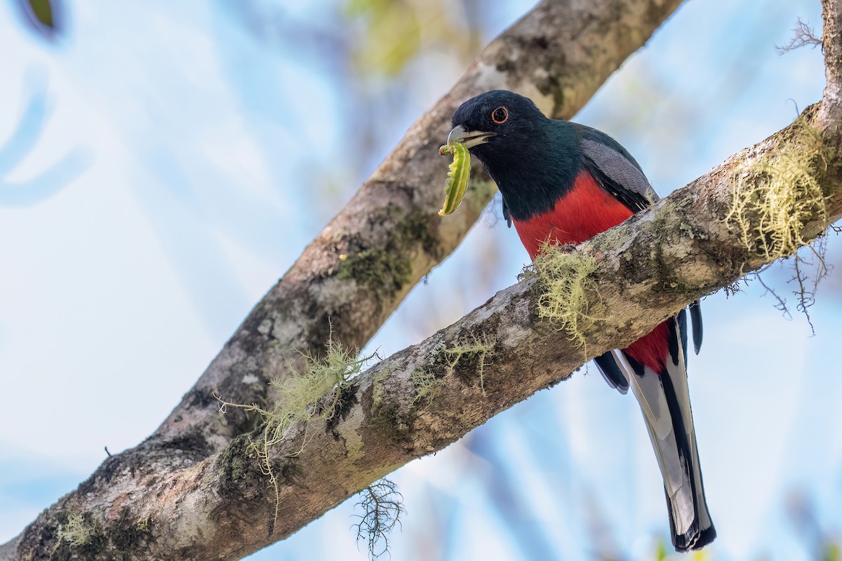 Surucua Trogon - Marcos Eugênio Birding Guide