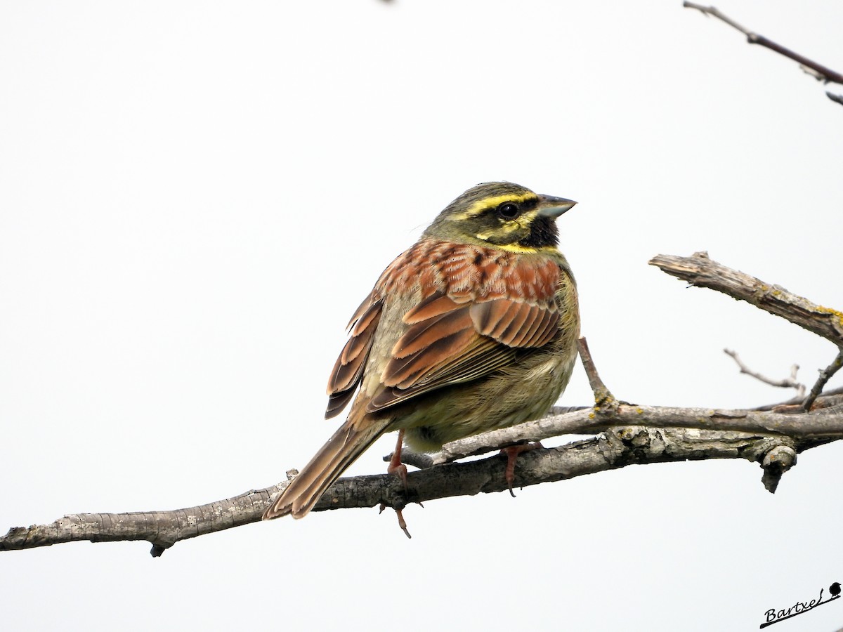 Cirl Bunting - ML617132841