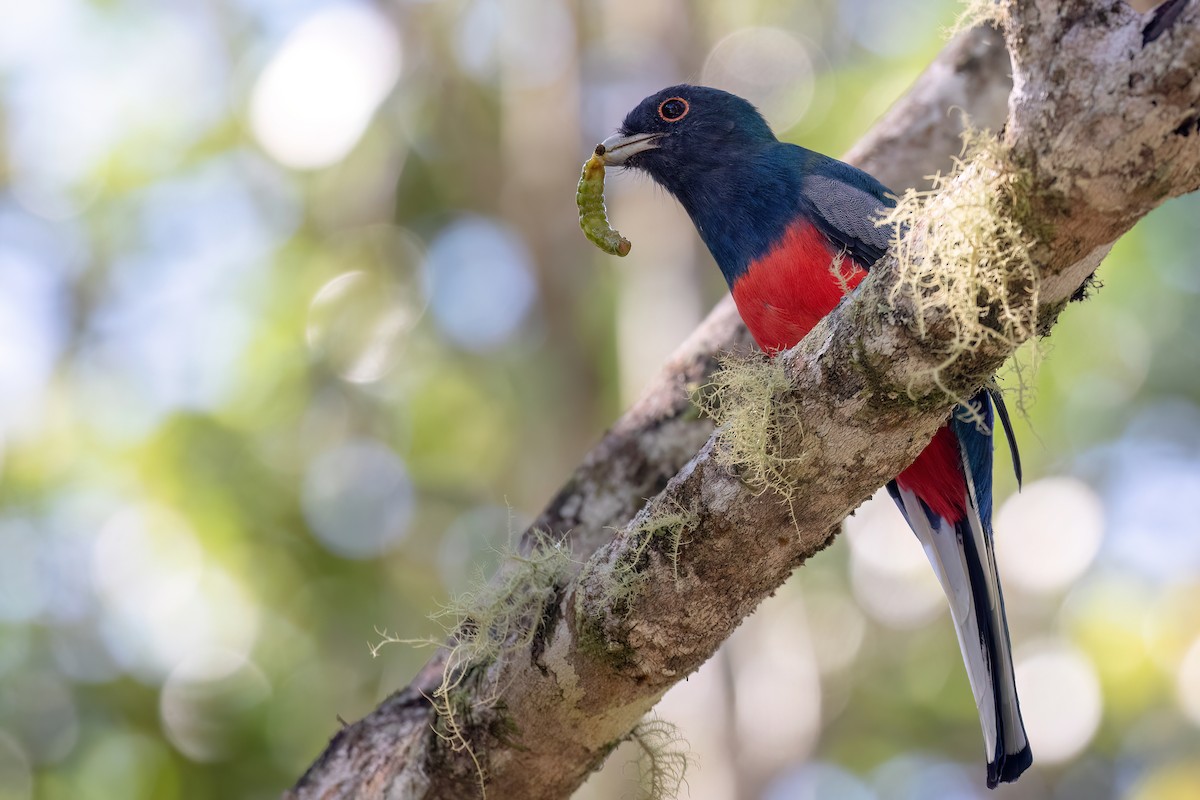 Surucua Trogon - ML617132842