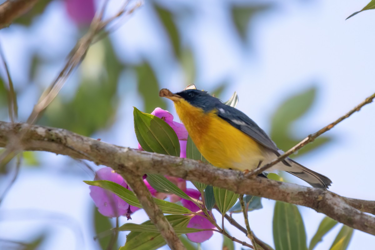 Tropical Parula - ML617132846