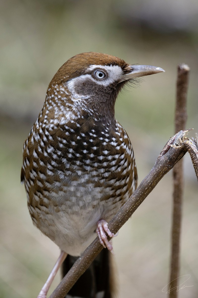 Biet's Laughingthrush - ML617132876