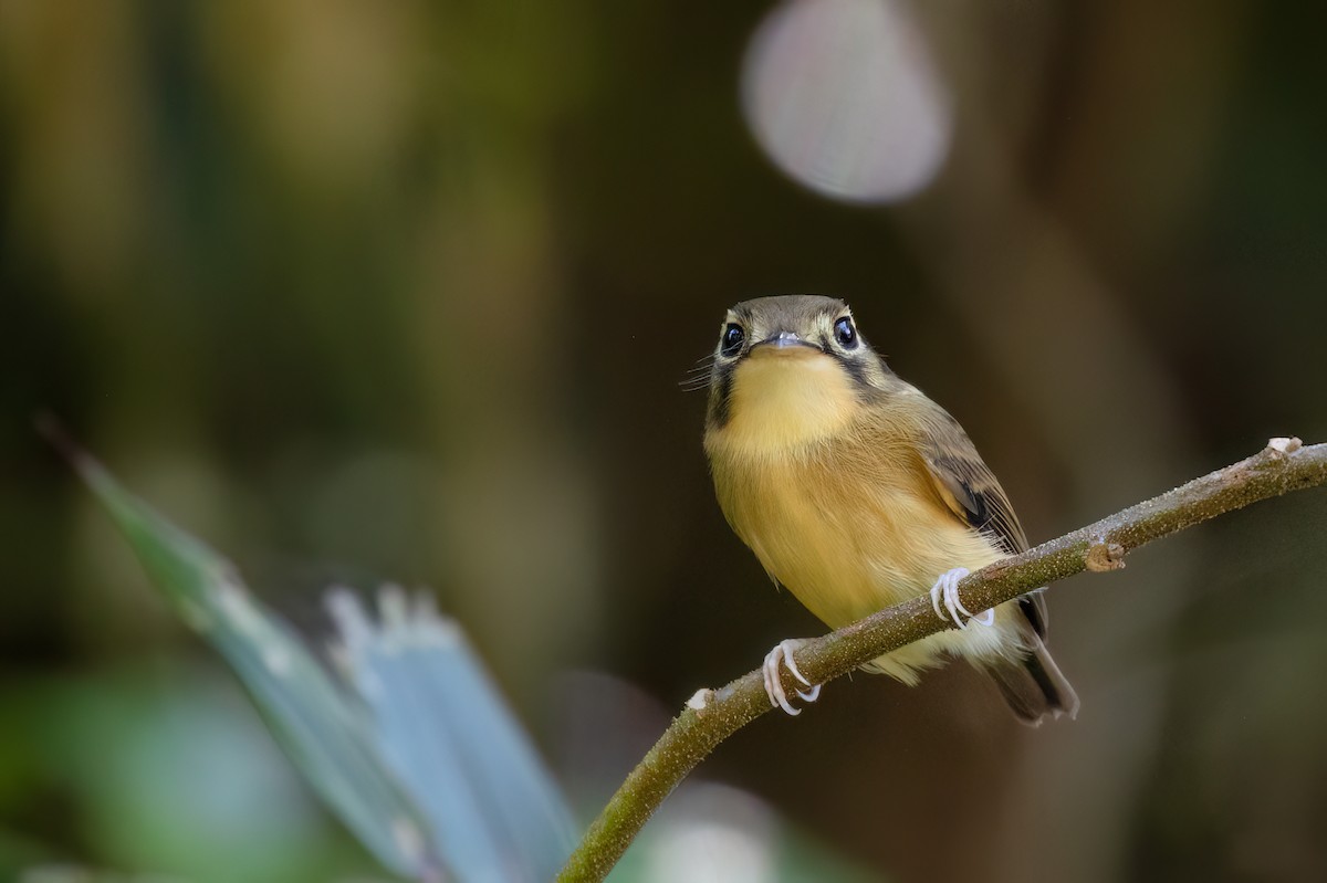 White-throated Spadebill - ML617132879