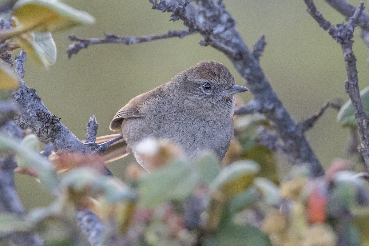 Perija Thistletail - ML617132888