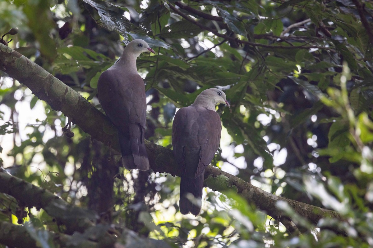 Mountain Imperial-Pigeon - ML617132889