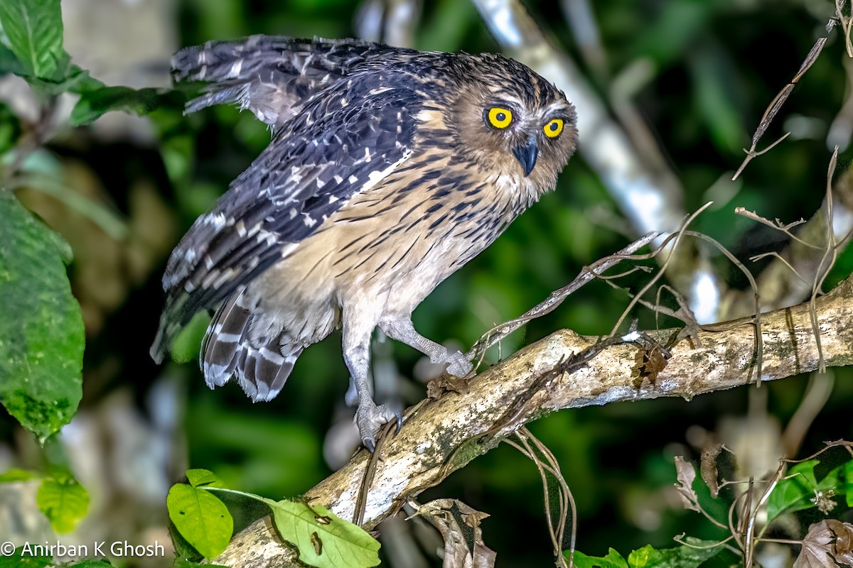 Buffy Fish-Owl - ML617132891