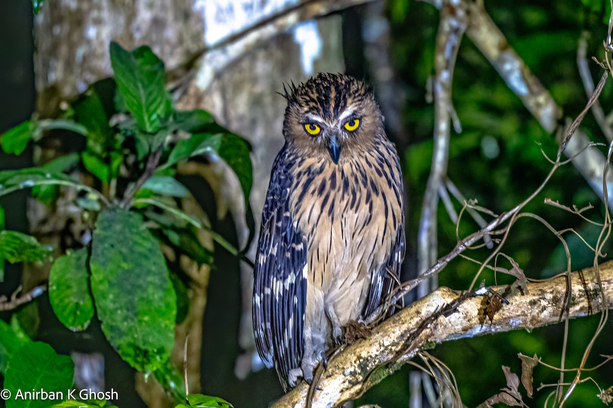 Buffy Fish-Owl - ML617132892