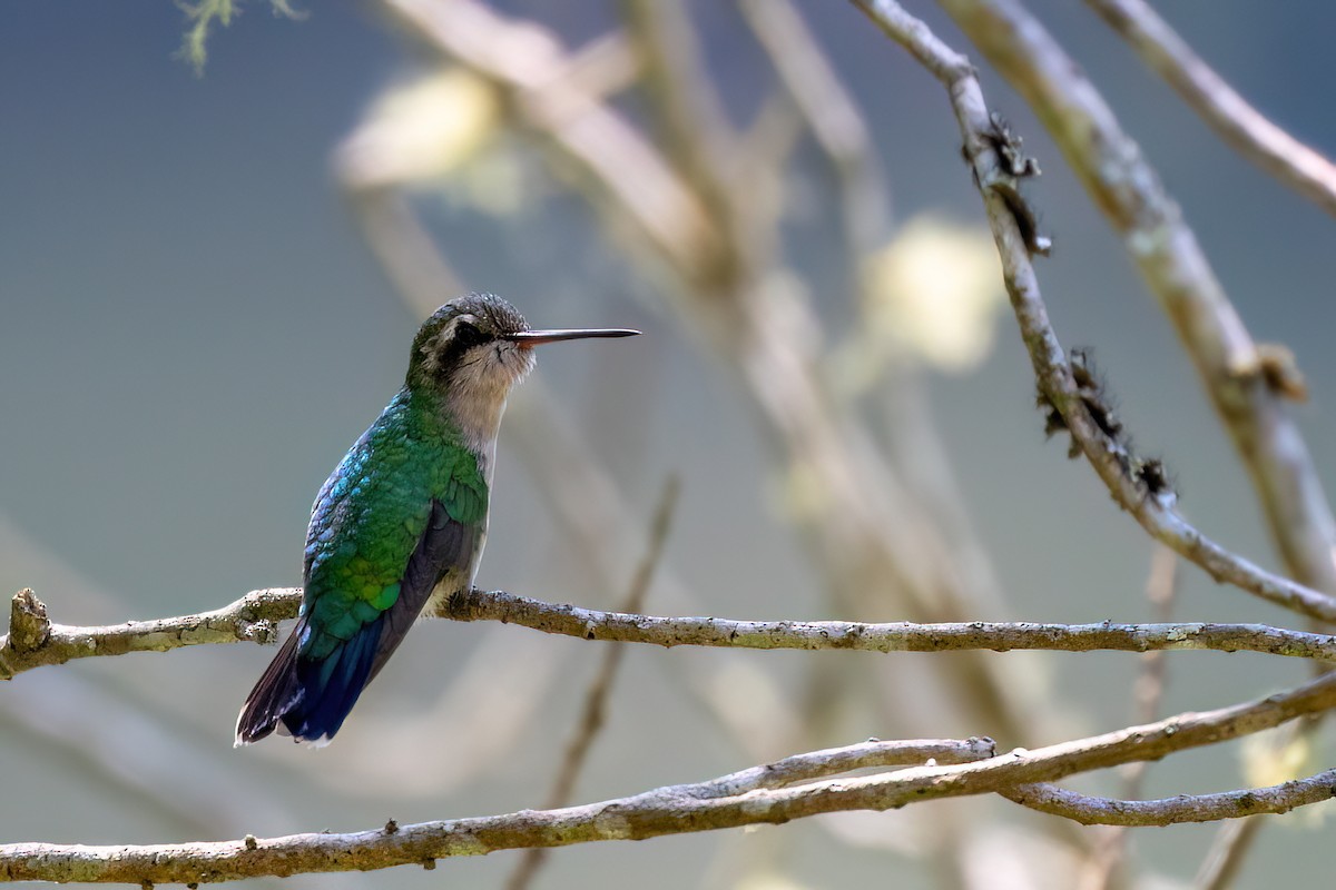 Glittering-bellied Emerald - ML617132895